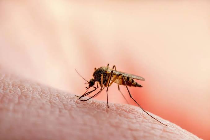 Malaria Is Rising Again in Rwanda: What Every Family Needs to Know