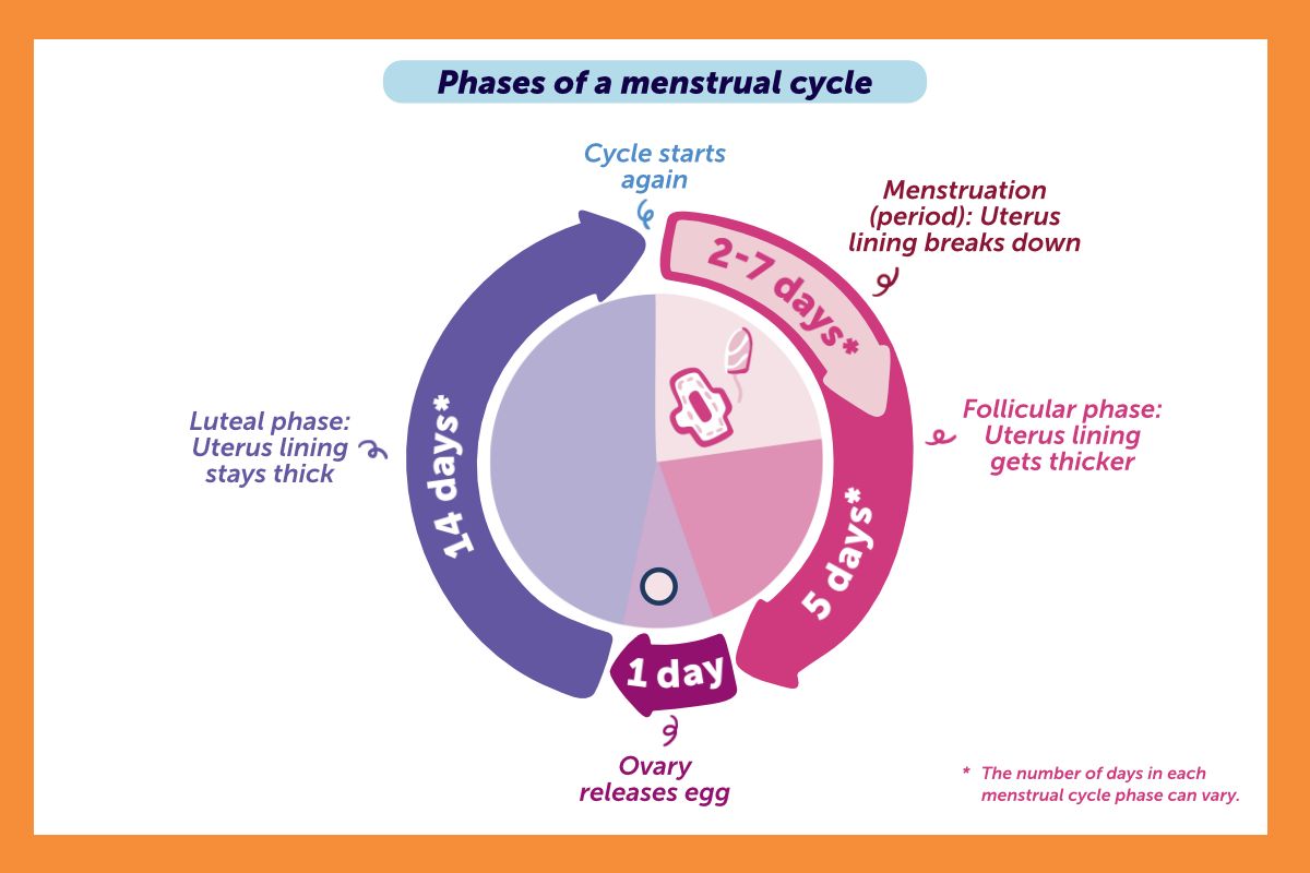 Menstrual cycle diagram showing menstruation, follicular phase, ovulation and luteal phase.