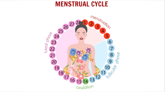 Understanding Your Menstrual Cycle: What's Normal, Fertile Days, and When to Seek Help